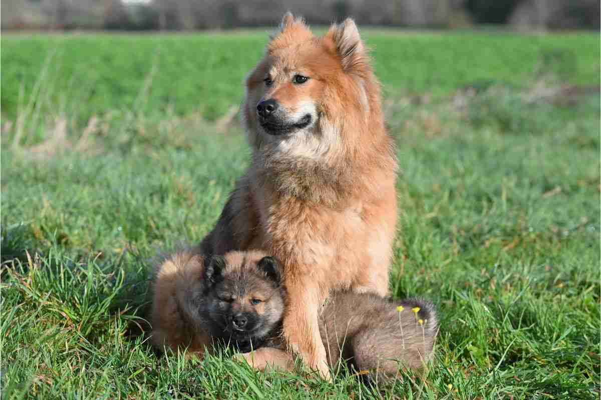 spitz