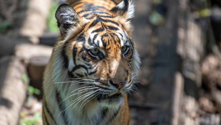 tigre