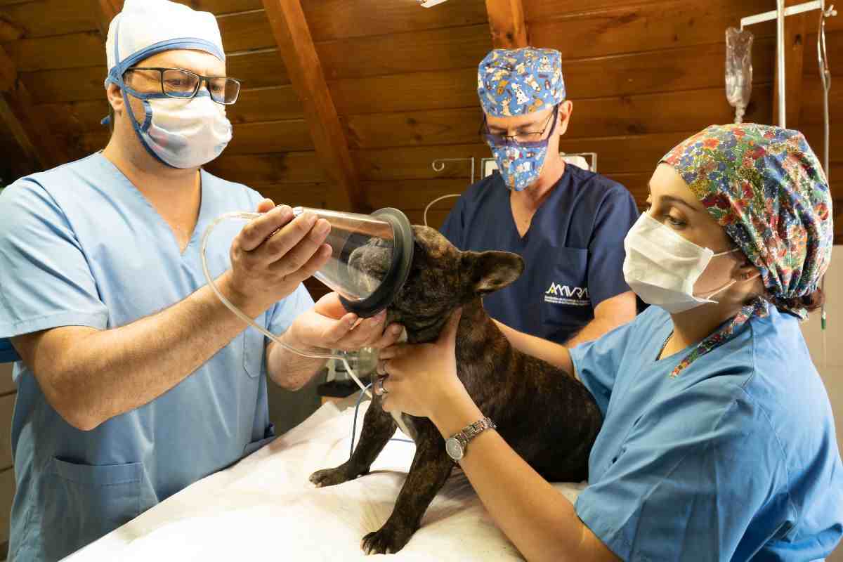 veterinario
