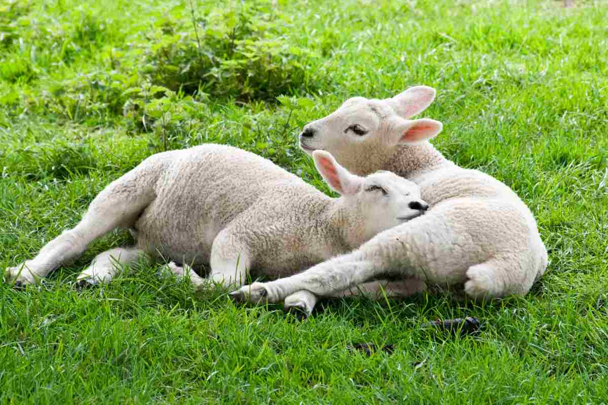 2 agnelli a Pasqua
