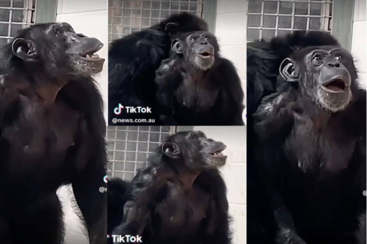 Alcuni frame del video pubblicato sul profilo TikTok di CBS News che testimoniano lo sguardo pieno di stupore della scimpanzé che vede il cielo per la prima volta