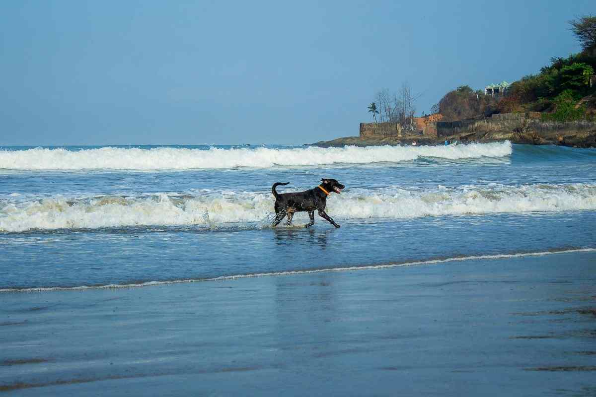 cane sula costa