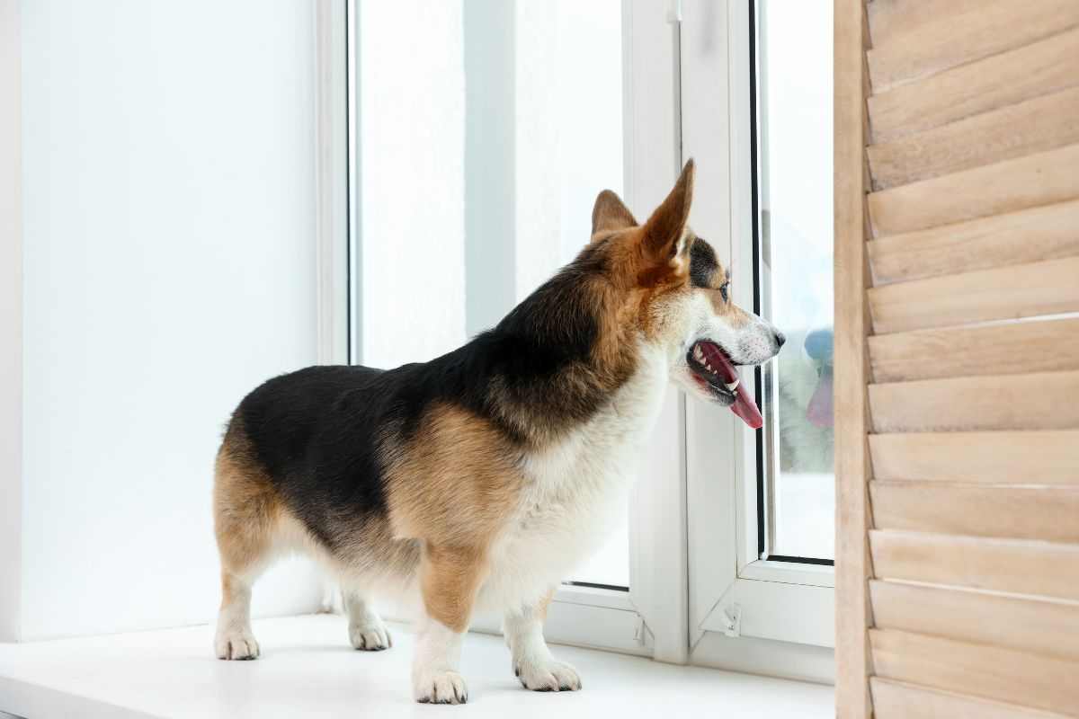 cane in attesa