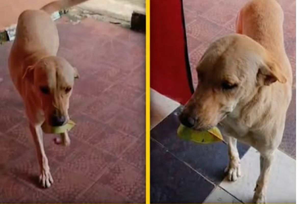 Cane Chester