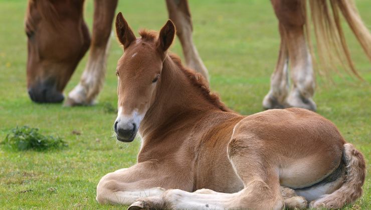 Puledro
