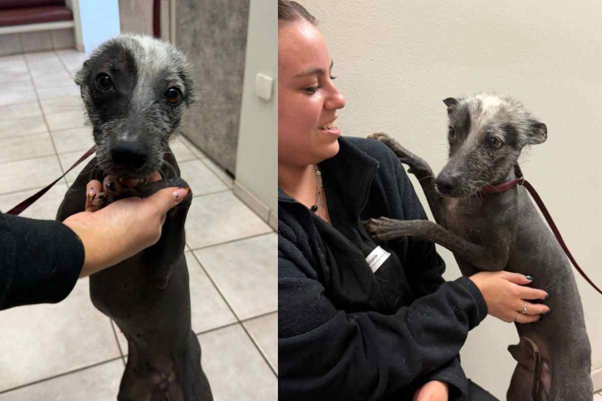 cane e volontaria