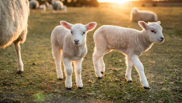 2 agnelli a Pasqua