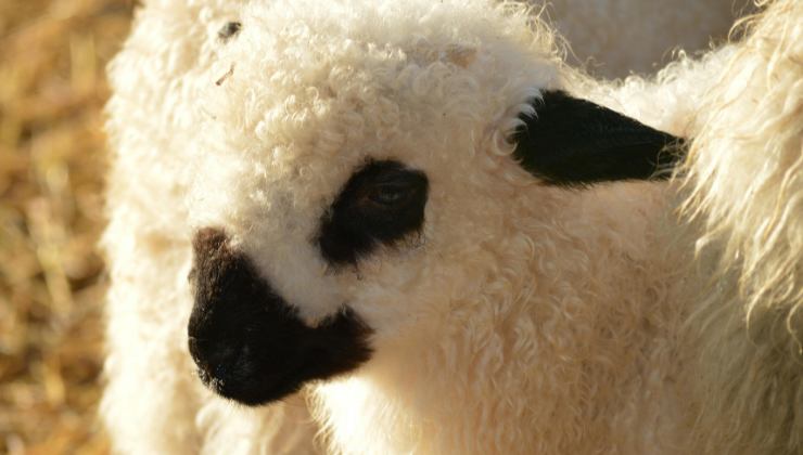 agnello a Pasqua