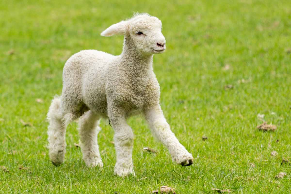 agnello