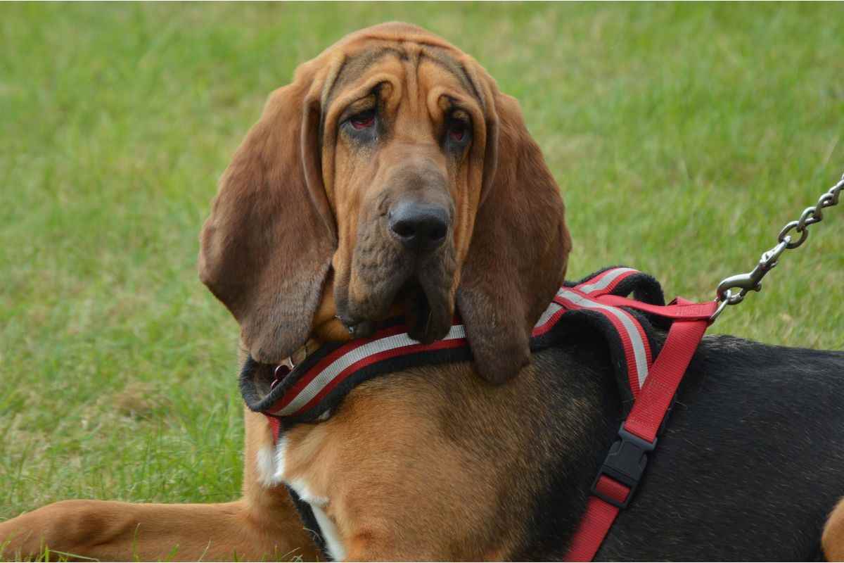 razza bloodhound