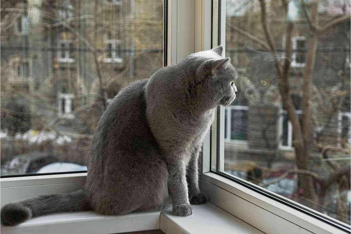gatto british