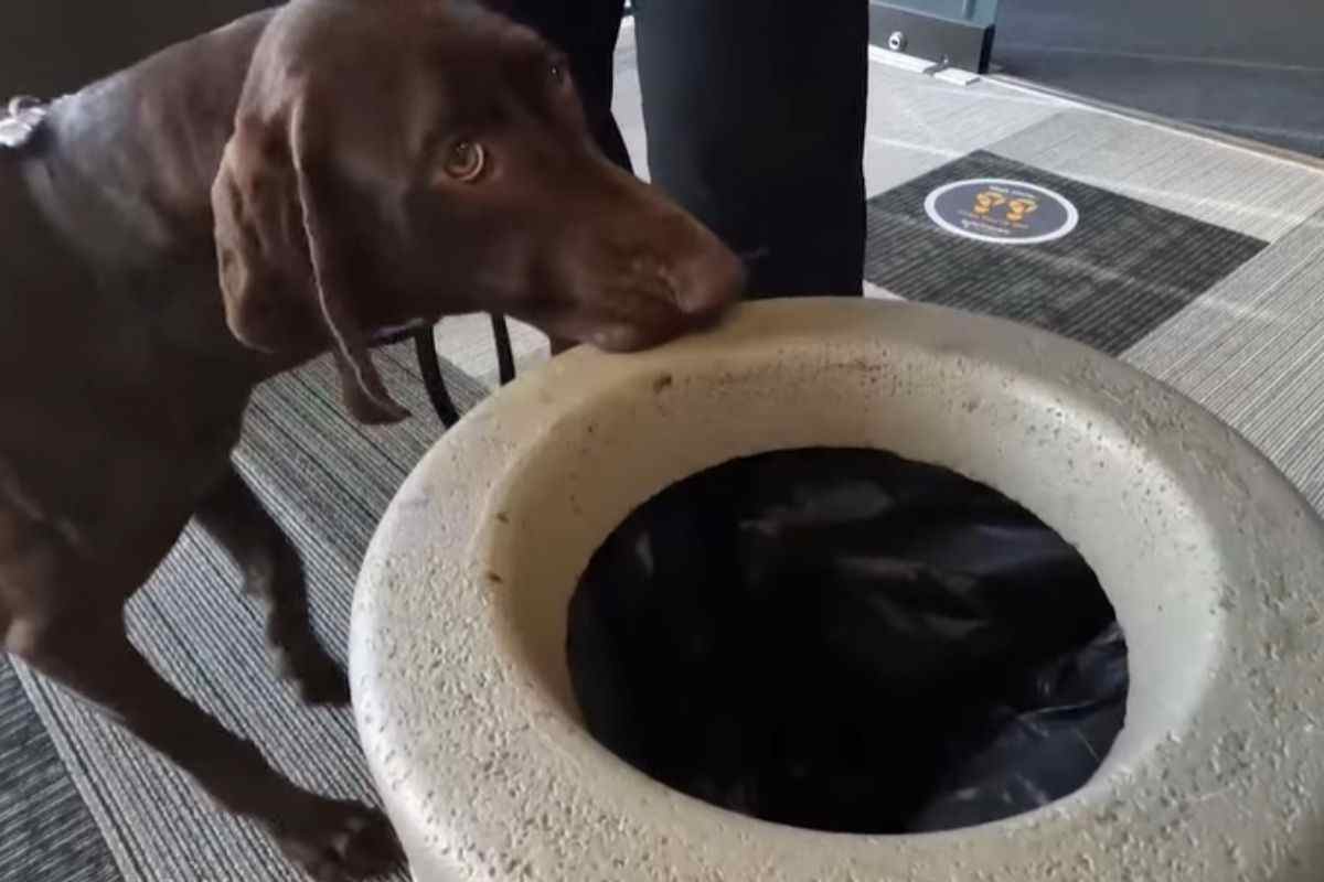 cane annusa