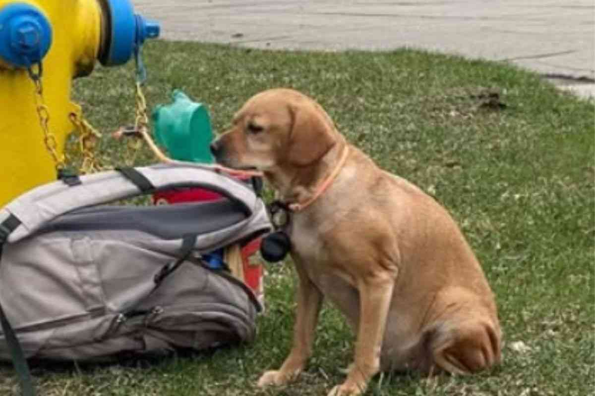 cane abbandonato