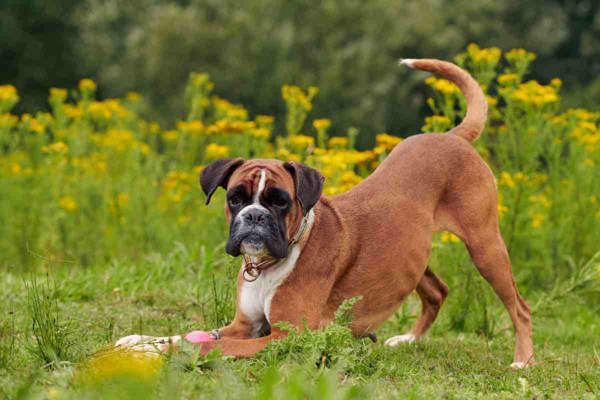 boxer