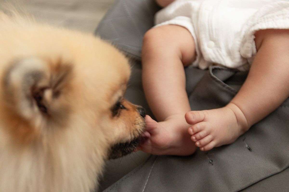 cane e bambino