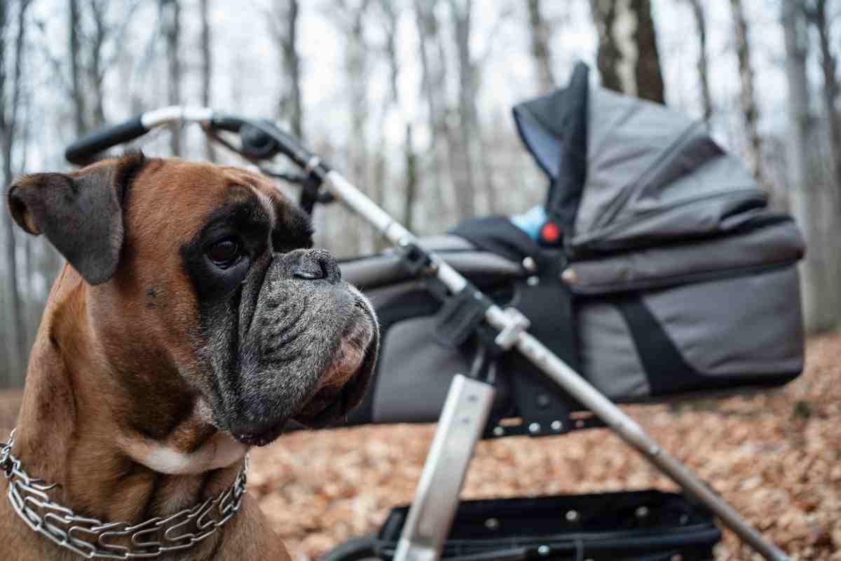 cane a passeggio