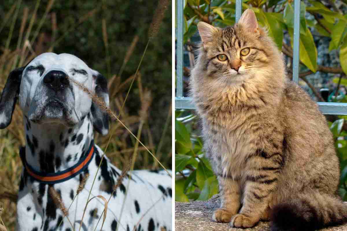 cane fiuta gatto