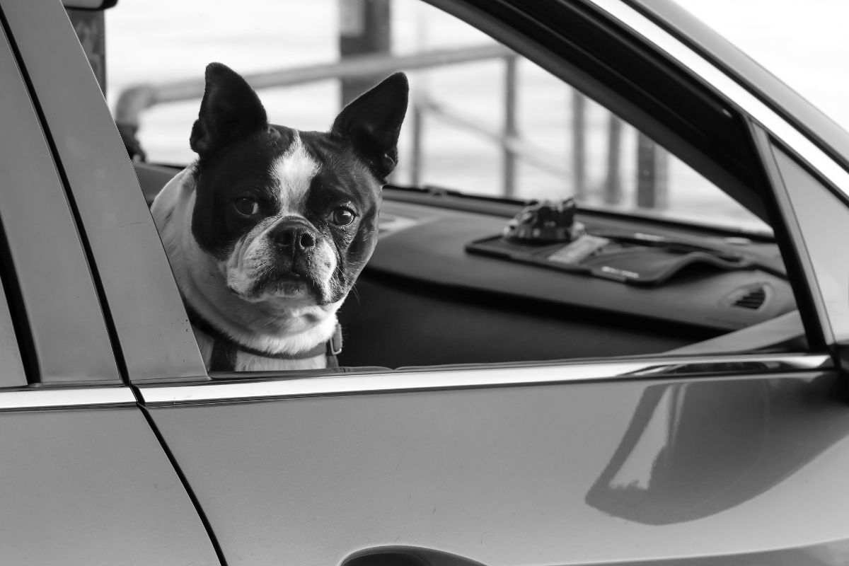 cane in auto