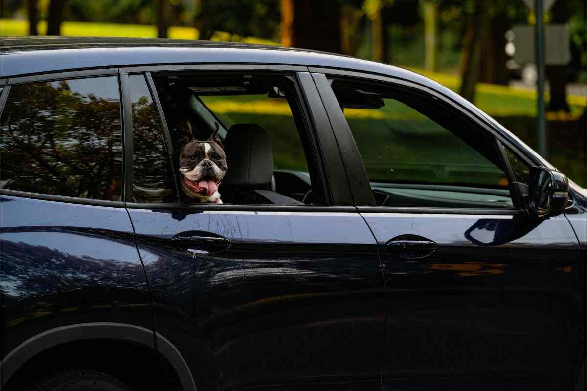 cane in auto