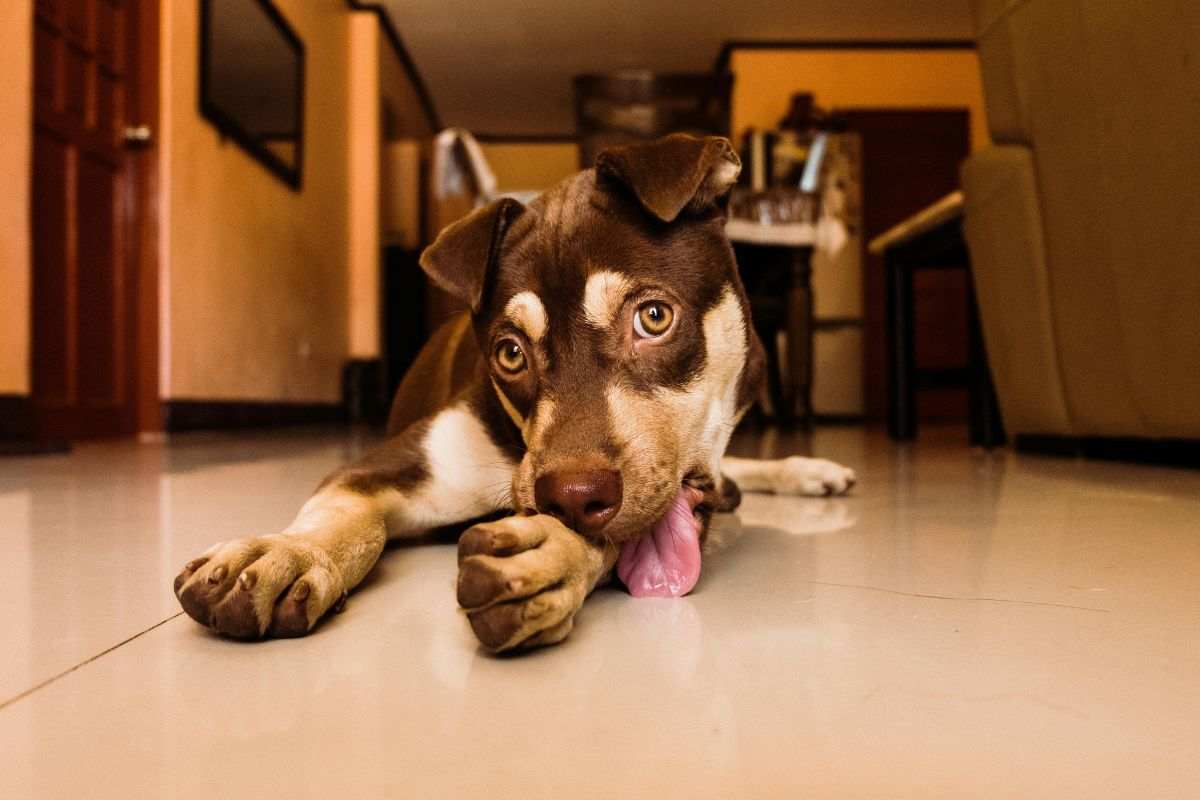 cane lecca a terra
