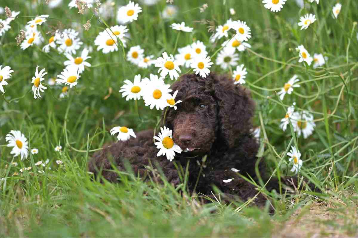cane tra fiori