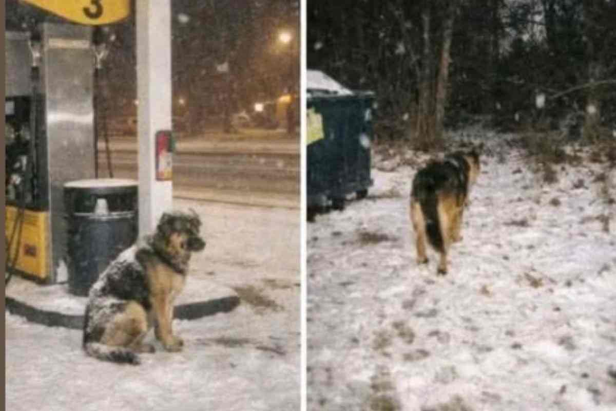 cane nella neve