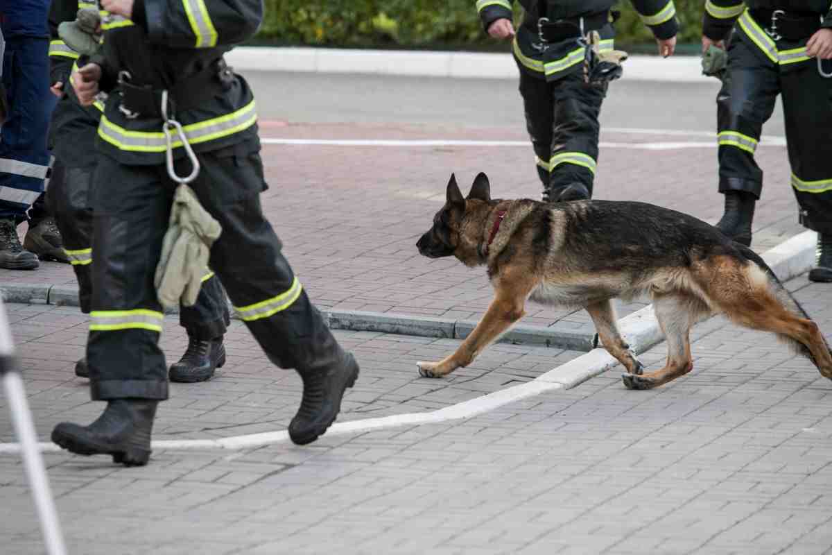 cani e terremoto