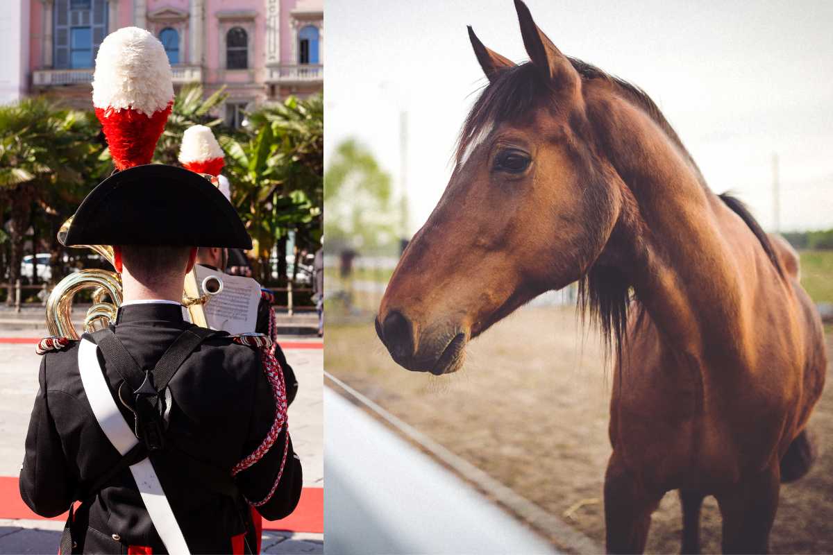 cavallo e carabinieri