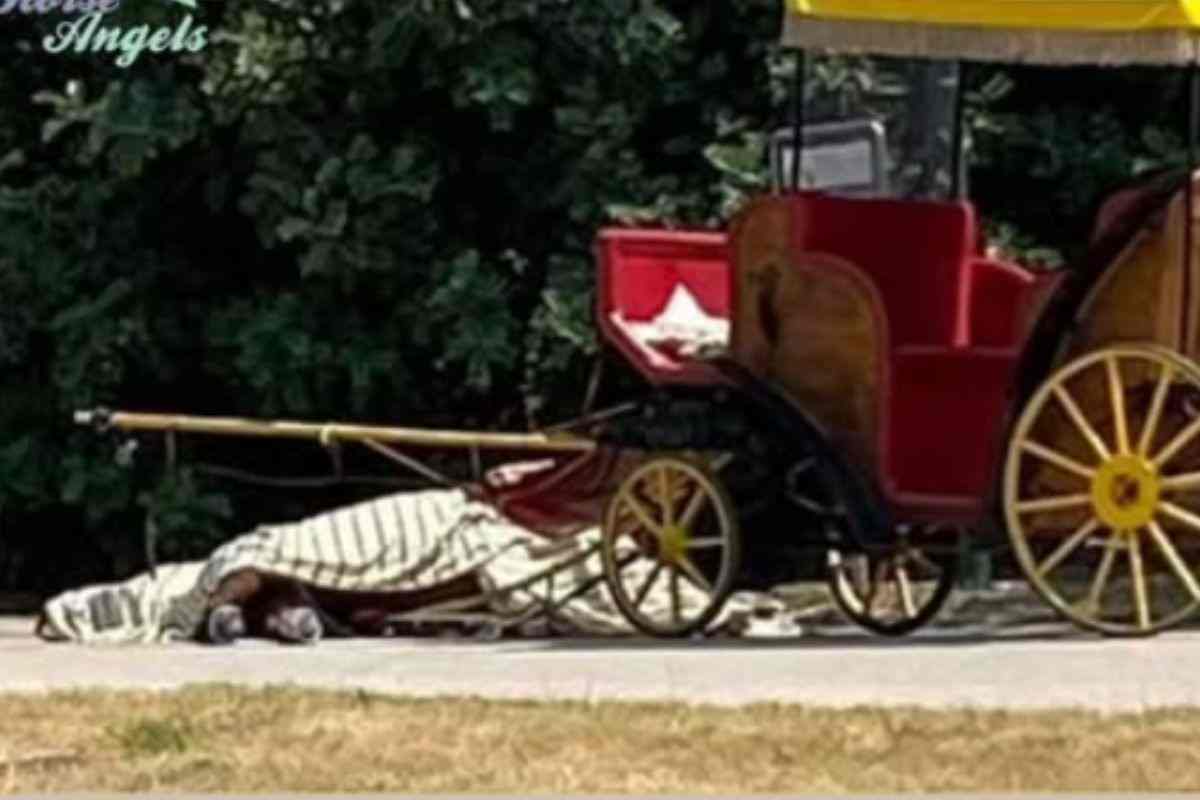 Cavallo morto per il caldo
