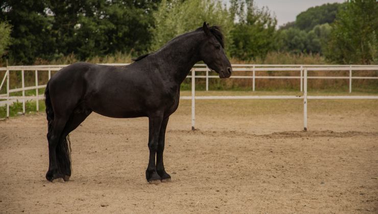 cavallo nero