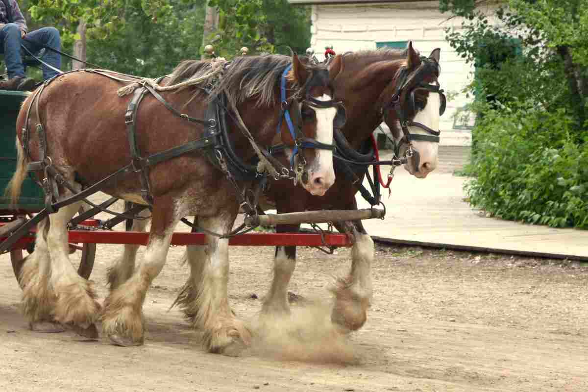cavallo che traina