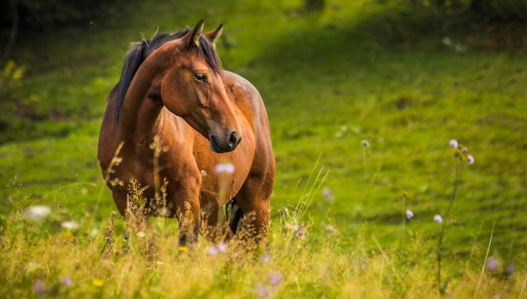 cavallo