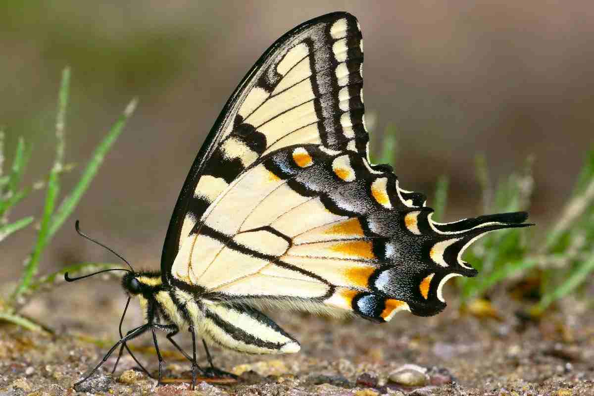 farfalla