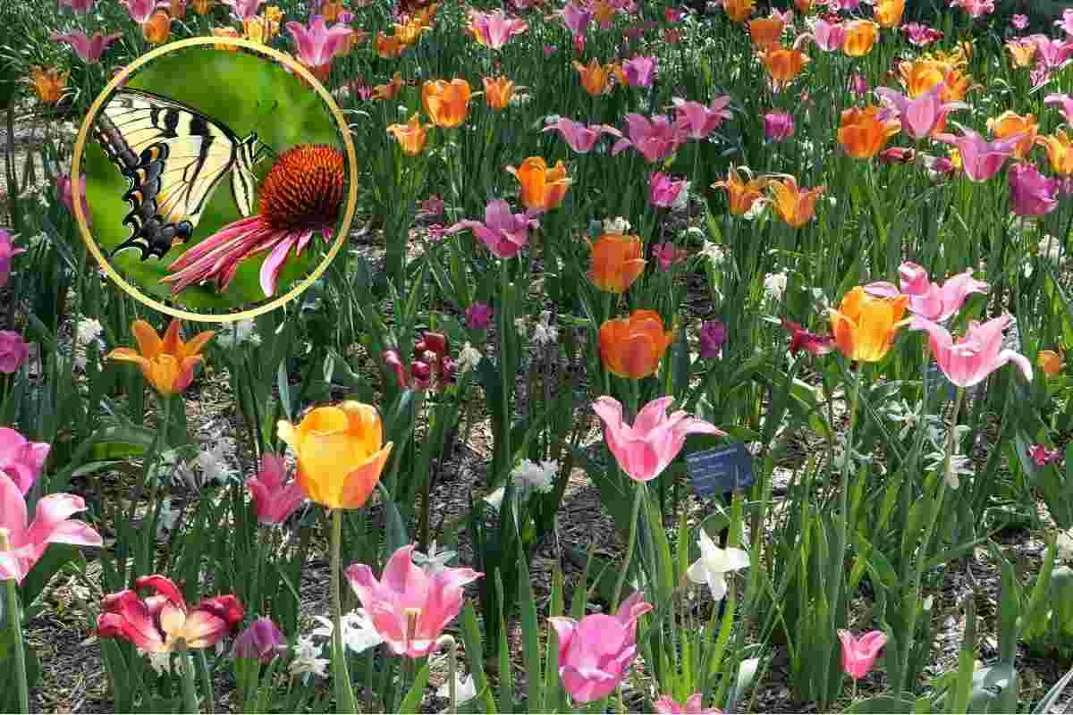 farfalla