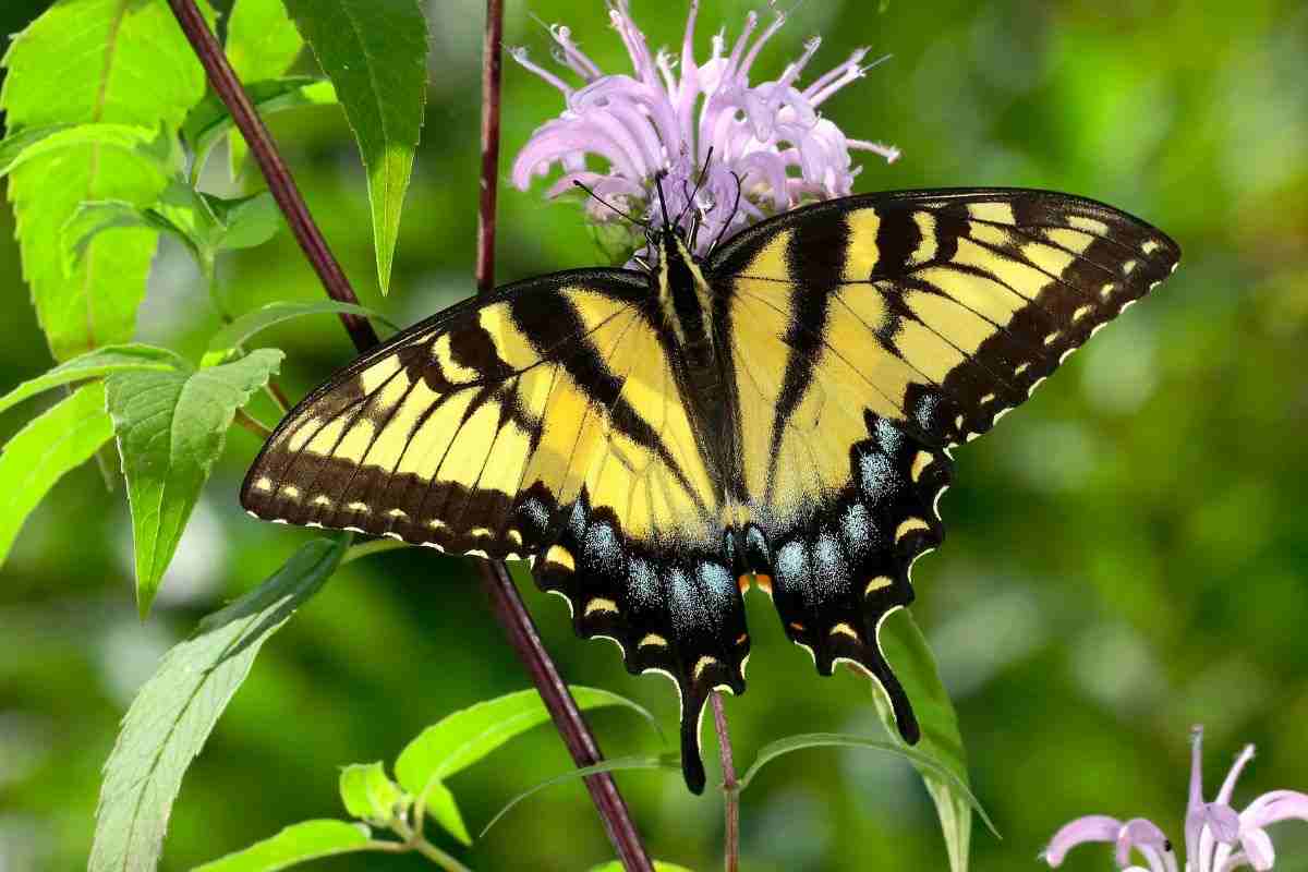 farfalla macaone