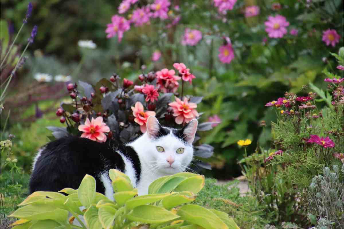 gatto 