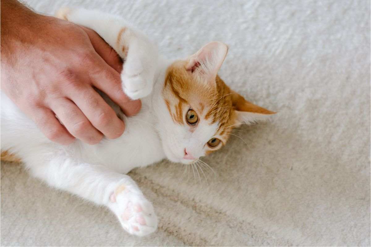 gatto