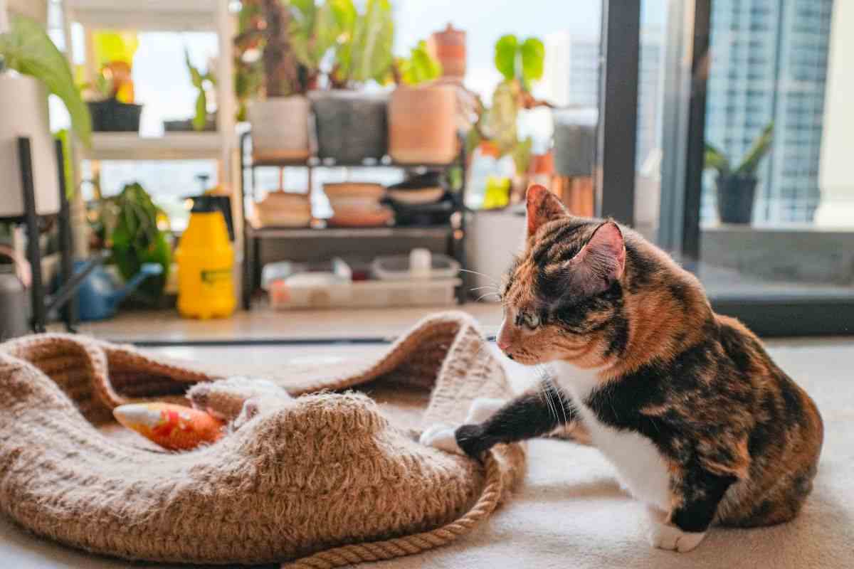 gatto gioca 