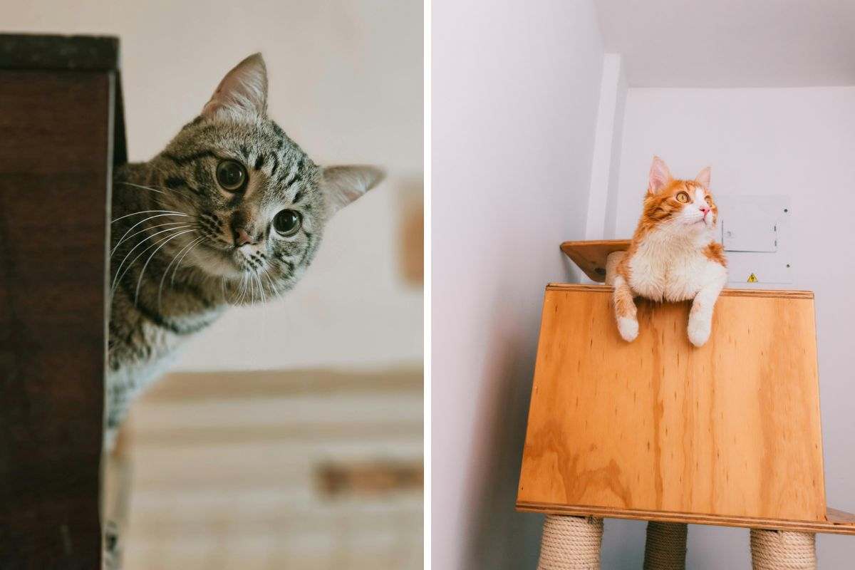 gatto solo a casa