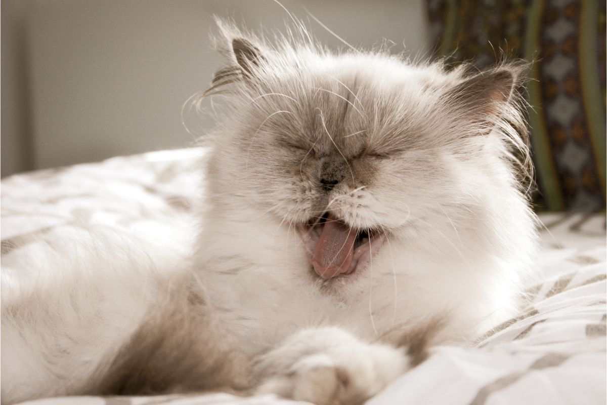 gatto