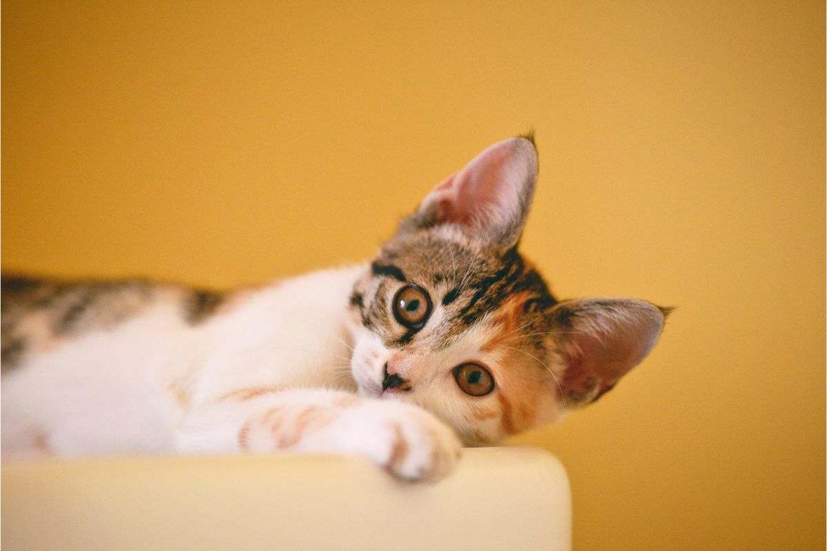 gatto