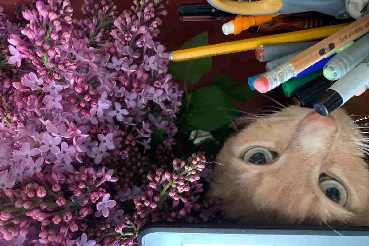 gatto e lillà