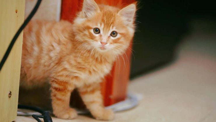 il gattino salvato