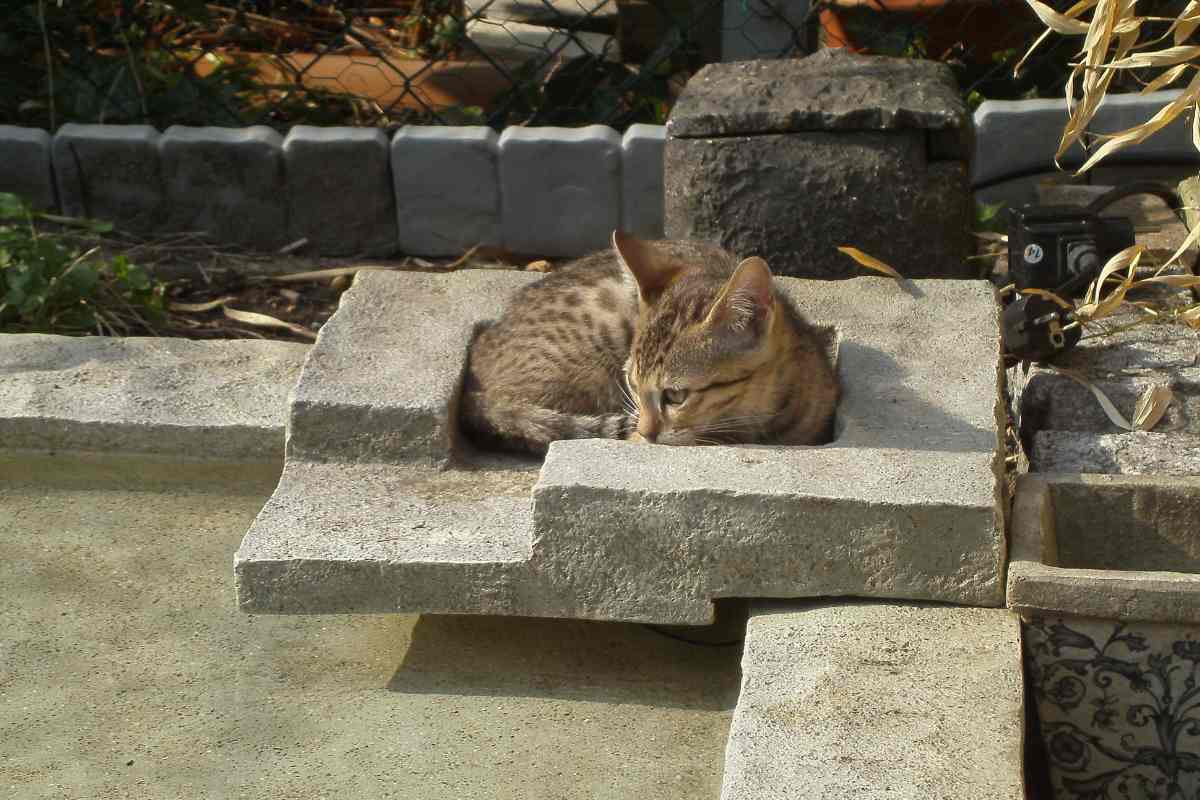 il gatto del cimitero