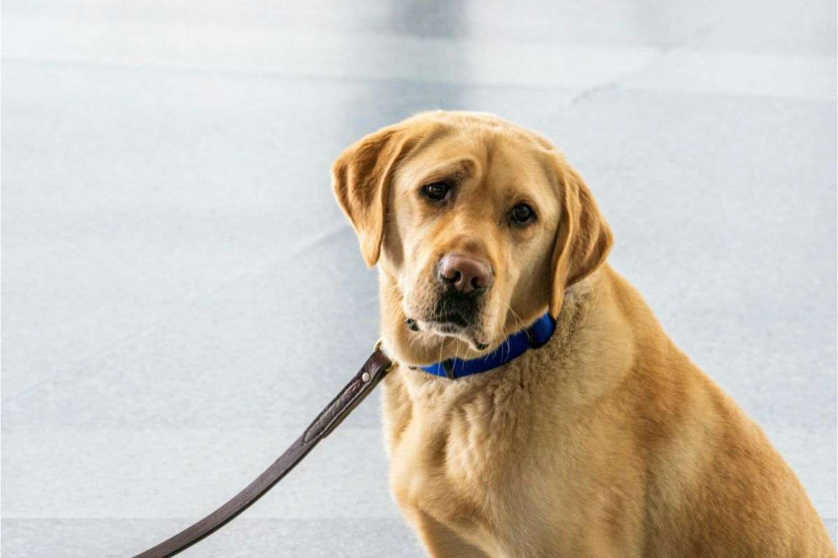 labrador