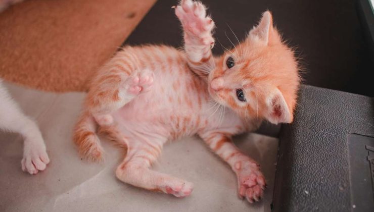 motociclista salva un gattino sull’asfalto rovente