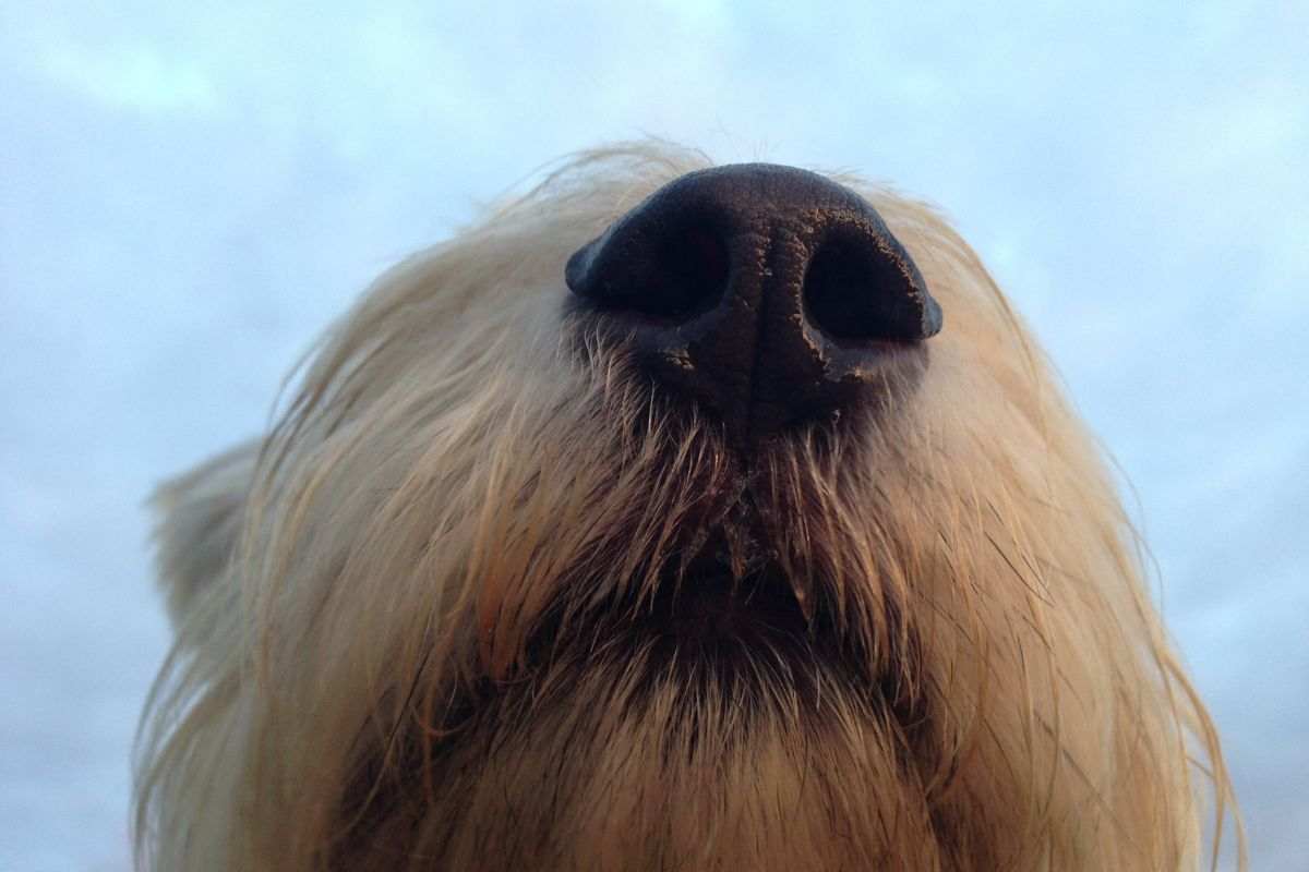 fiuto del cane