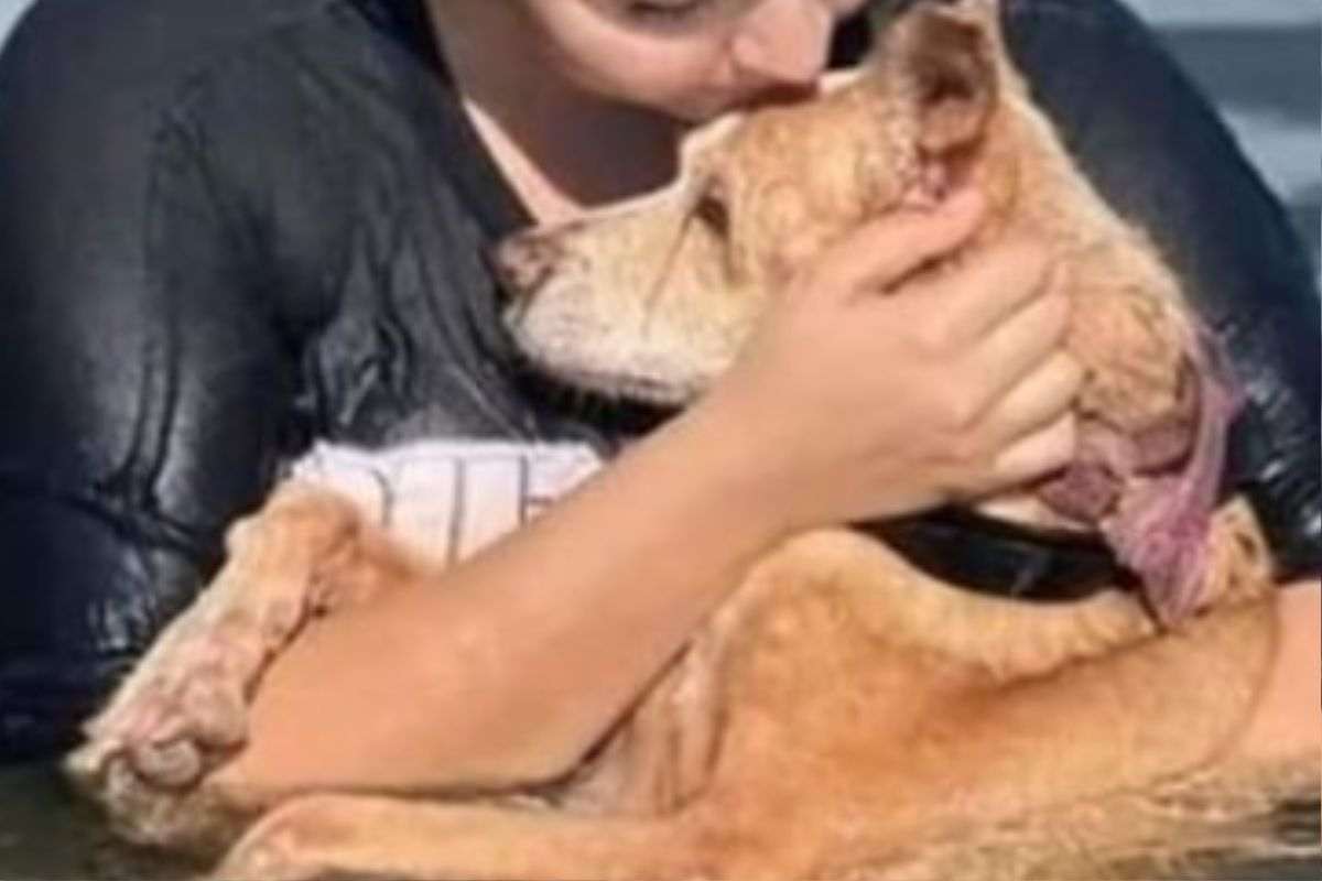 cane noa