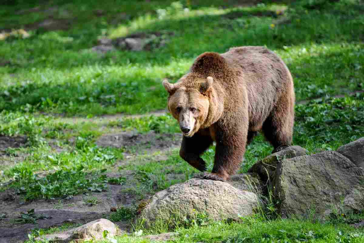 orso marsicano