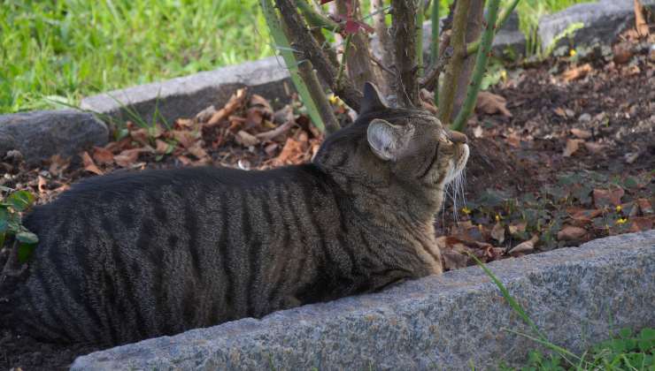 un gatto al cimitero